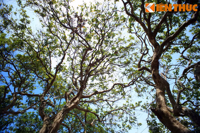 Nhiều cây nhãn ở vườn nhãn cổ Bạc Liêu đã trên dưới 100 tuổi. Tương truyền, khi người Hoa di cư đến đây đầu thế kỷ 19, ông Trương Hưng mang hai giống nhãn Trung Quốc sang trồng trên đất giồng cát Bạc Liêu thì cả cây thích nghi và phát triển tốt, được nhiều người ưa chuộng.