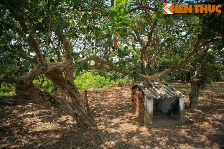 Tiếc rằng những năm gần đây, do thị trường bất ổn, cộng với sự già cỗi, thoái hoá, năng suất nhãn cổ giảm mạnh khiến hàng loạt nhà vườn phải đành đốn bỏ để chuyển sang trồng các giống cây khác. Bảo tồn vườn nhãn cổ đang là vấn đề cấp bách được các ngành chức năng Bạc Liêu quan tâm.