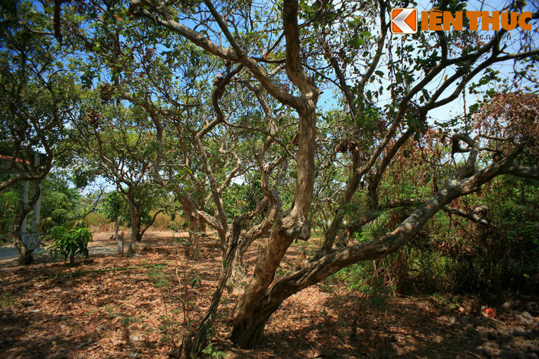 Người dân trong vùng đã nhân rộng diện tích trồng nhãn, khiến ở đâu có đất giồng cát là có nhãn mọc lên. Vào những năm 1960, người trồng nhãn trang bị hệ thống nước tưới bằng giếng khoan khiến năng suất tăng đáng kể. Vào thời kỳ hoàng kim, các vườn nhãn trải dài hơn 11 km dọc tỉnh lộ.