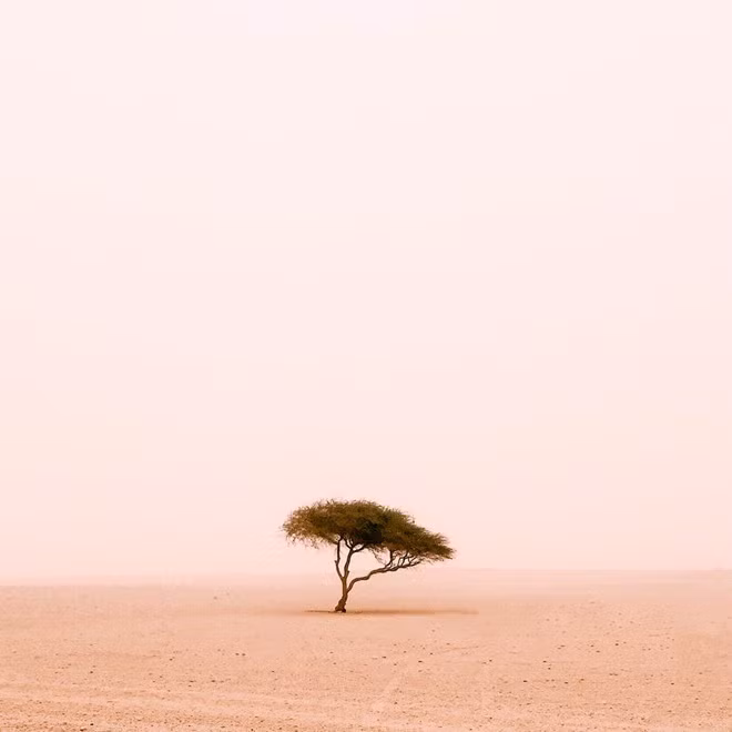 Hạng mục cây cối.