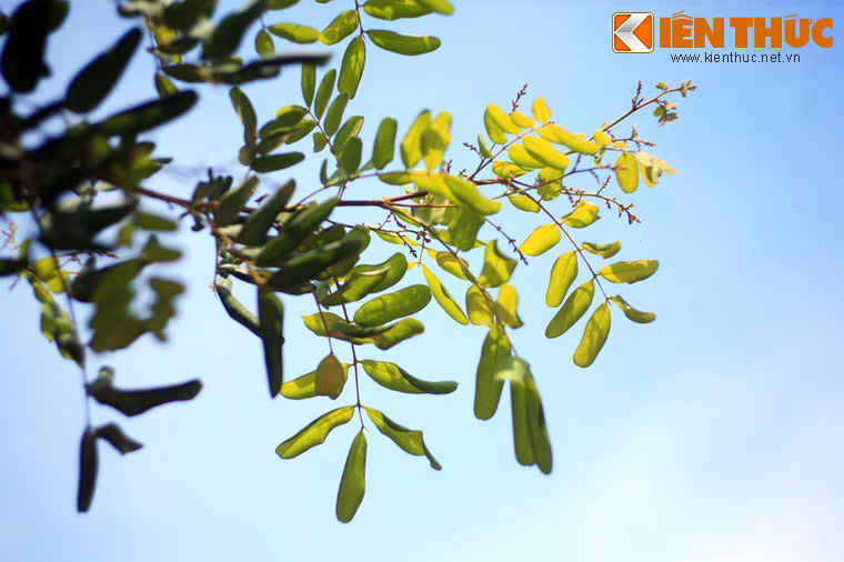 Khôi phục và giữ lại vườn nhãn cổ Bạc Liêu để phục vụ việc phát triển du lịch đang là vấn đề cấp bách được các ngành chức năng Bạc Liêu đặc biệt quan tâm.