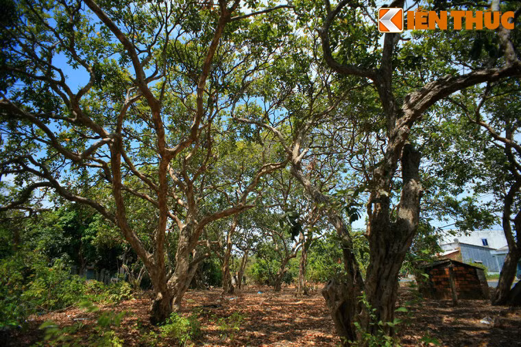 Những năm gần đây, do thị trường bất ổn, cộng với sự già cỗi, thoái hoá, năng suất nhãn cổ giảm mạnh khiến hàng loạt nhà vườn phải đành đốn bỏ để chuyển sang trồng các loại cây khác, hoặc trồng các loại nhãn mới.