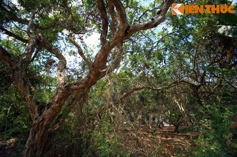 Ban đầu, cả khu vực trồng nhãn không có nước tưới, cây nhãn sống nhờ vào nước mưa nhưng vẫn xanh tốt, ra hoa kết trái sum xuê. Hàng năm, cứ đến tháng 5 là nhãn trổ bông và đến tháng 9 là thu hoạch, mỗi năm chỉ một vụ.