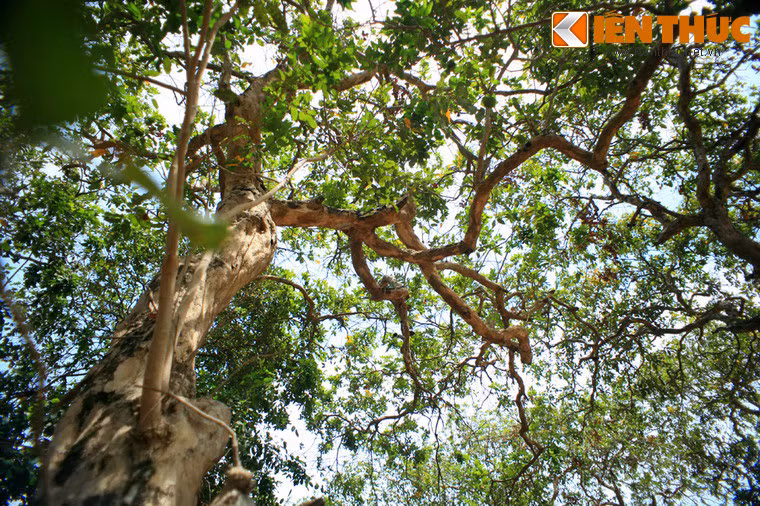 Thế là nhiều người dân trong vùng nhân rộng diện tích trồng nhãn, khiến ở đâu có đất giồng cát là có nhãn mọc lên.