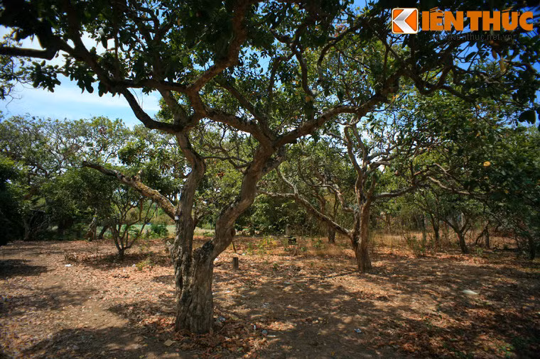 Khi người Hoa di cư đến đây sinh sống vào đầu thế kỷ 19, ông Trương Hưng đã mang hai giống nhãn Trung Quốc sang trồng trên đất giồng cát Bạc Liêu này thì cả hai giống nhãn tỏ ra thích nghi và phát triển tốt, được nhiều người ưa chuộng.