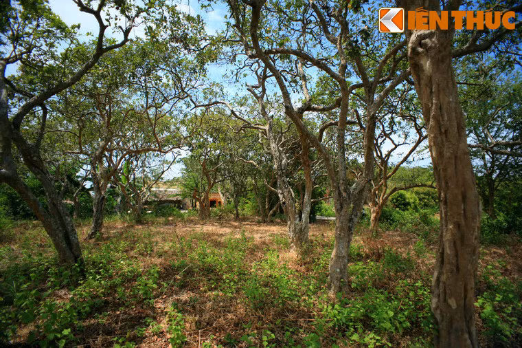 Nằm trên địa bàn hai xã Hiệp Thành và Vĩnh Trạch Đông thuộc thành phố Bạc Liêu, tỉnh Bạc Liêu có khu vườn nhãn cổ độc nhất vô nhị của vùng đồng bằng Sông Cửu Long.