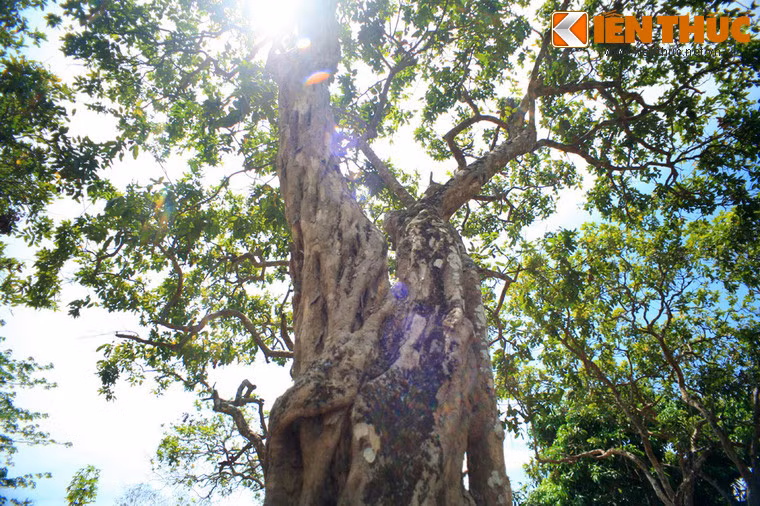 Ngày trước, vùng này là đất giồng cát được hình thành do quá trình bồi lắng của phù sa biển Đông, rất thích hợp cho việc trồng cây ăn trái và các loại hoa màu.
