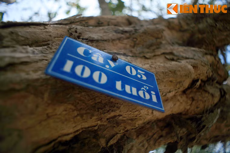 Những cây nhãn ở vườn nhãn cổ Bạc Liêu đều đã có trên 100 tuổi.