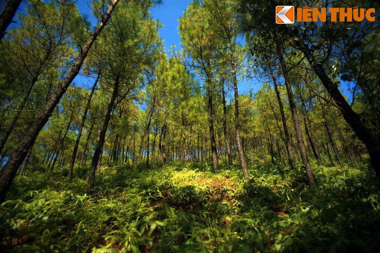 Theo nhà nghiên cứu Nguyễn Đắc Xuân, từ thời Gia Long, tất cả các quan lại không phân biệt phẩm trật lớn nhỏ, mỗi người đều phải trồng ở Ngự Bình một cây thông, cho nên trải qua các đời vua, Ngự Bình trở thành một rừng thông xanh tốt. Ảnh: Rừng thông trên núi Ngự.