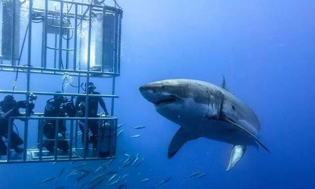 Su co cap quang AAG lai anh huong den Internet Viet Nam