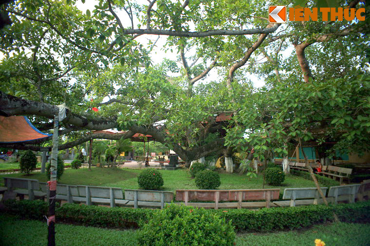 1. Nằm tại xóm Trại, phường Đằng Giang, quận Ngô Quyền, TP Hải Phòng, cây đa 13 gốc là tên gọi của một cây cổ thụ có tuổi đời trên 300 năm, được mọi người dân trong thành phố biết đến.