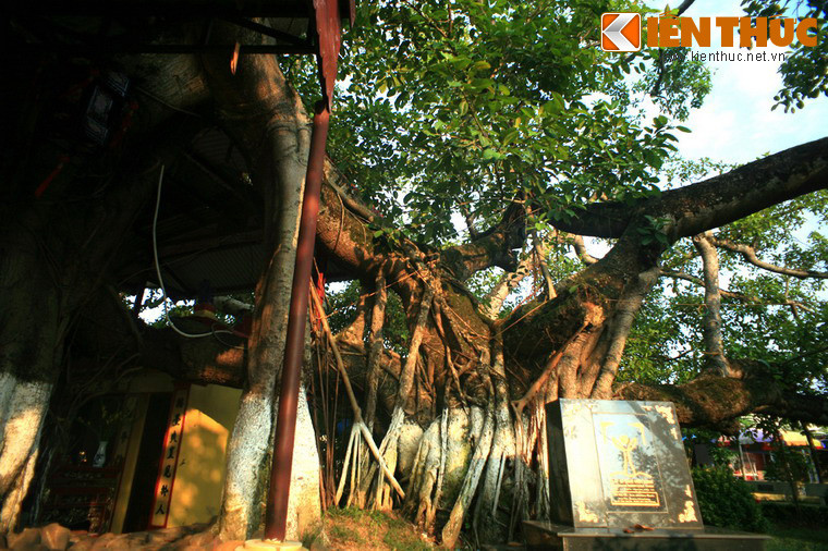 Theo số liệu đo đạc của Hội bảo vệ thiên nhiên và môi trường Việt Nam, tổng chu vi của 13 gốc đa lên tới 30m. Những gốc đa được nối với nhau bằng các cành có đường kính gần 1 mét, đan xen vào nhau.