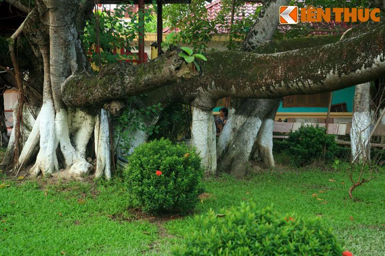 Xung quanh cây đa 13 gốc tồn tại nhiều giai thoại mang đậm màu sắc huyền bí, được truyền miệng qua nhiều thế hệ. Vào năm 2014, cây đã chính thức được công nhận là “Cây di sản Việt Nam”.