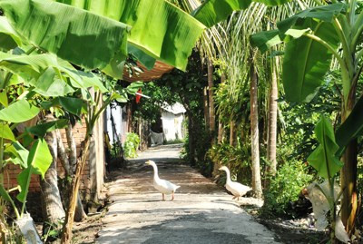 Con đường làng dẫn vào nhà gia đình Ánh Viên bình dị.