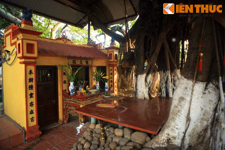 Nằm tại xóm Trại, phường Đằng Giang, quận Ngô Quyền, TP Hải Phòng, cây đa 13 gốc là tên gọi của một cây cổ thụ đặc biệt mà bất cứ người dân nào ở thành phố cảng cũng biết đến.