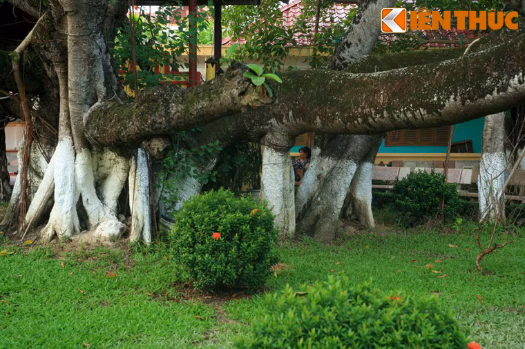 Xung quanh cây đa 13 gốc cũng tồn tại nhiều giai thoại mang đậm màu sắc huyền bí, được truyền miệng qua nhiều thế hệ.