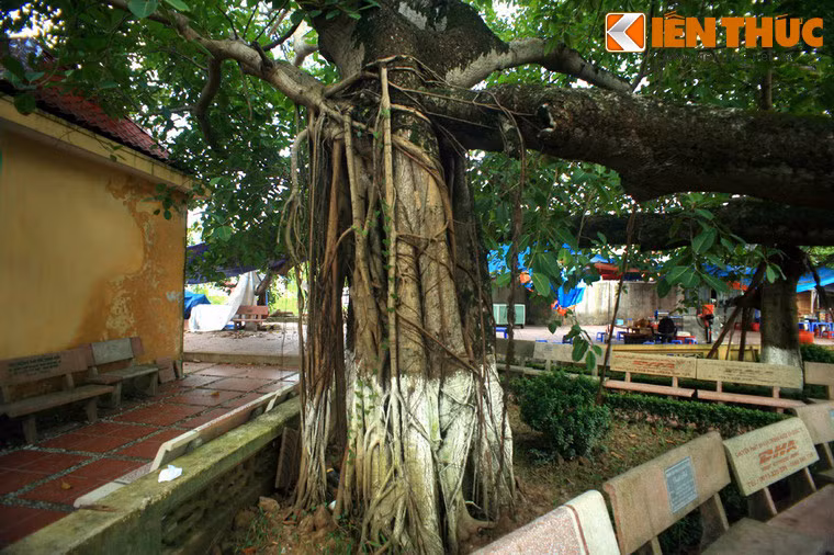 Nằm lọt thỏm giữa các gốc đa có một ngôi miếu nhỏ, tương truyền là nơi thờ đức Thổ Vượng, người có công giúp dân làng khai hoang lập ấp.