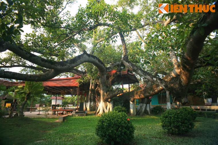 Theo số liệu đo đạc của Hội bảo vệ thiên nhiên và môi trường Việt Nam, tổng chu vi của 13 gốc đa lên tới 30m. Những gốc đa được nối với nhau bằng các cành có đường kính gần 1 mét, đan xen vào nhau.