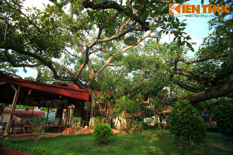 Cây đa 13 gốc ở quận Ngô Quyền, TP Hải Phòng. Do cây đa "có thần" mà trong dân gian lưu truyền những lời khuyên về việc phải có thái độ dè chừng, kính cẩn với những cây đa cổ thụ, đặc biệt là không được làm ô uế, bẻ cành hay chặt phá tùy tiện.