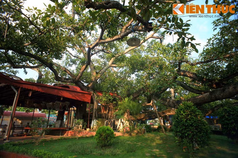 Cây đa 13 gốc ở quận Ngô Quyền, TP Hải Phòng. Do cây đa "có thần" mà trong dân gian lưu truyền những lời khuyên về việc phải có thái độ dè chừng, kính cẩn với những cây đa cổ thụ, đặc biệt là không được làm ô uế, bẻ cành hay chặt phá tùy tiện.