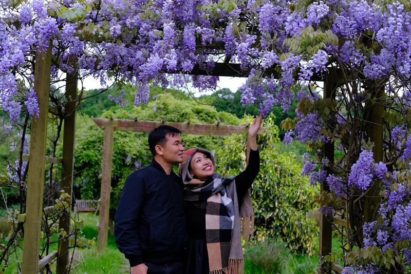 Cặp đôi cùng ngắm hoa tử đằng.