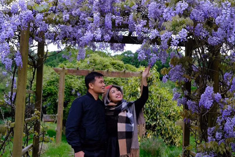 Cặp đôi cùng ngắm hoa tử đằng.