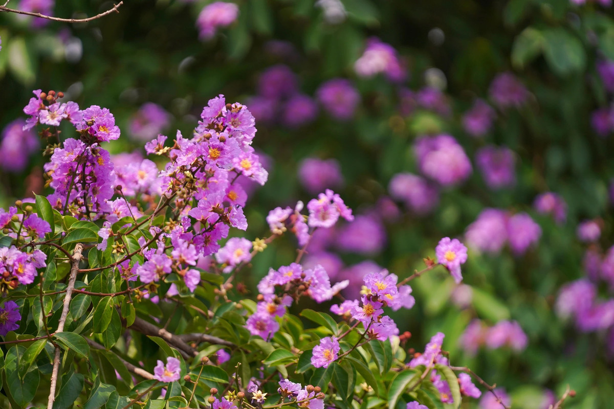 Thời điểm này là cao điểm hoa bằng lăng nở rộ.