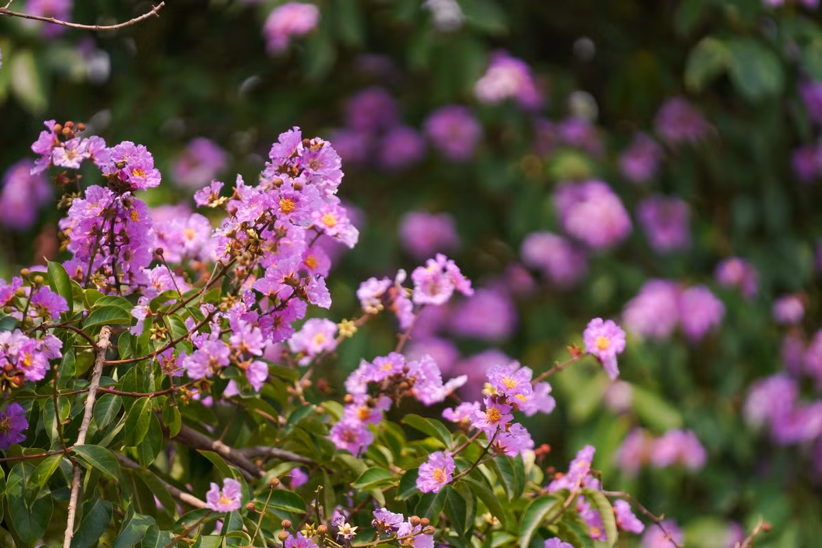 Thời điểm này là cao điểm hoa bằng lăng nở rộ.