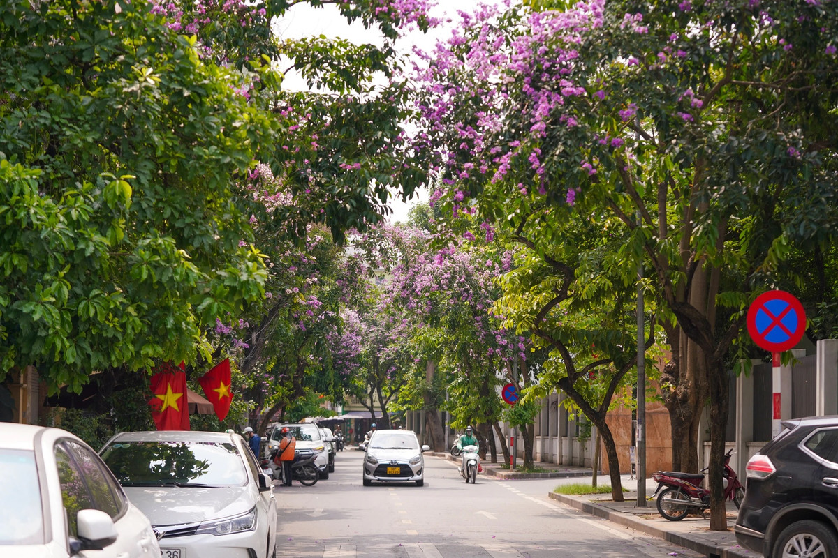 Nhiều con phố ở Hà Nội có hoa bằng lăng.