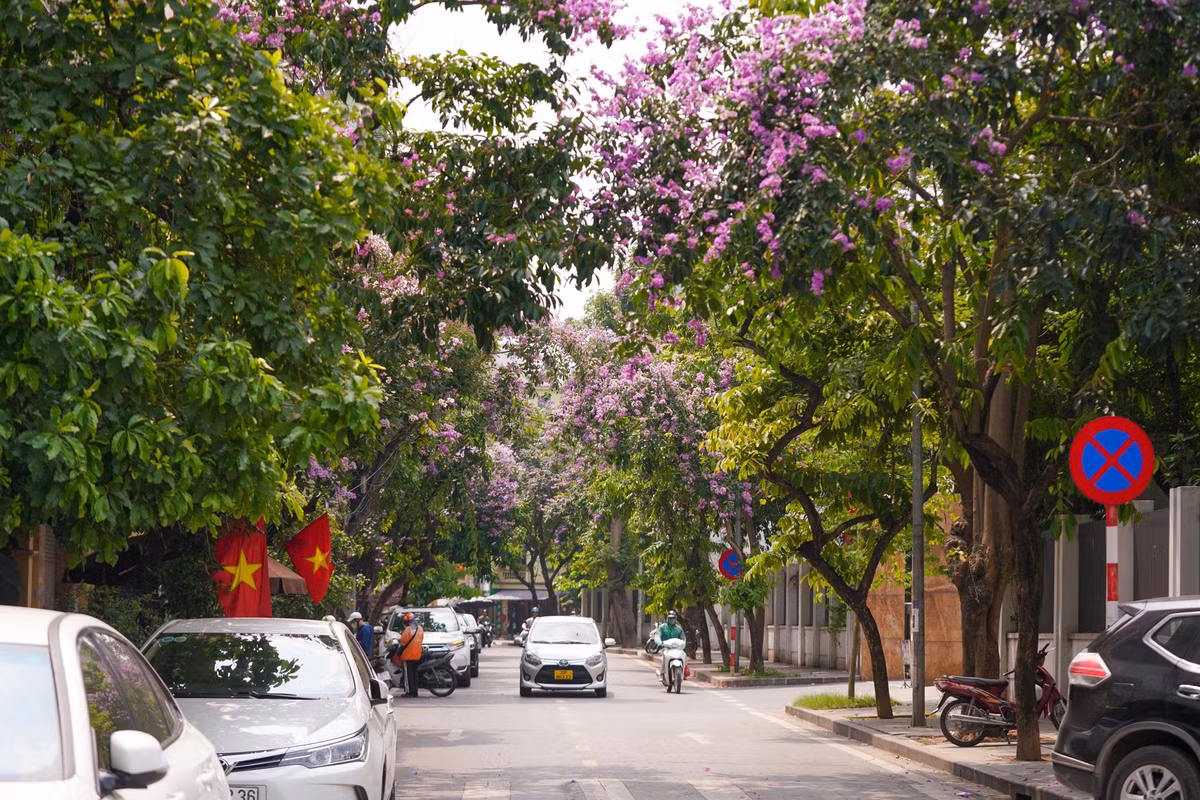 Nhiều con phố ở Hà Nội có hoa bằng lăng.