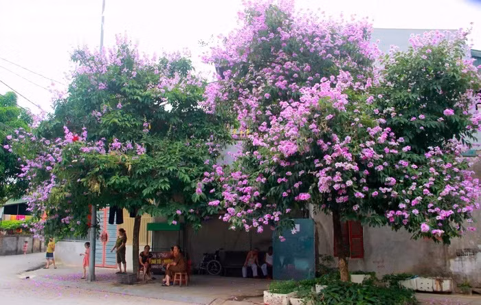 Những tán cây bằng lăng tỏa bóng mát để người dân vui chơi, chuyện trò. Được biết, hiện nay tuyến đường Lê Hồng Phong, TP.Vinh đang được thi công, nâng cấp sắp tới cũng sẽ được trồng dãy bằng lăng tím, tô điểm cho thành phố. Ảnh: P.V