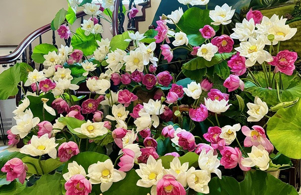 Nhân dịp sen về, các chị em lại có cơ hội chia sẻ những bình sen do chính mình cắm. Những bình hoa sen không chỉ góp phần làm rực rỡ thêm cho không gian sống mà còn lan toả vẻ đẹp tinh khôi của sen. Cùng ngắm nhìn bình hoa sen xinh đẹp của hội chị em yêu hoa nhé! "Đầm sen" trong nhà vô cùng xinh xắn được cắm từ 150 bông sen bách diệp và sen bạch liên khiến ai nhìn vào cũng phải trầm trồ. Ảnh: Quán Cơm Thiện Nguyện