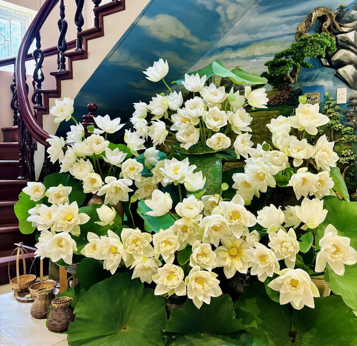 Vẫn là "đầm sen" đó nhưng chỉ có bạch liên cũng rất đẹp. Ảnh: Quán Cơm Thiện Nguyện