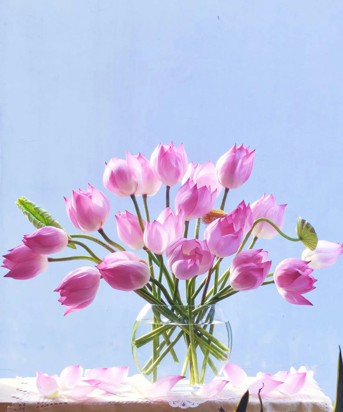 Nếu biết cách thì cắm hoa sen vào bình thuỷ tinh cũng rất hợp lý. Ảnh: Tuanh Dodu