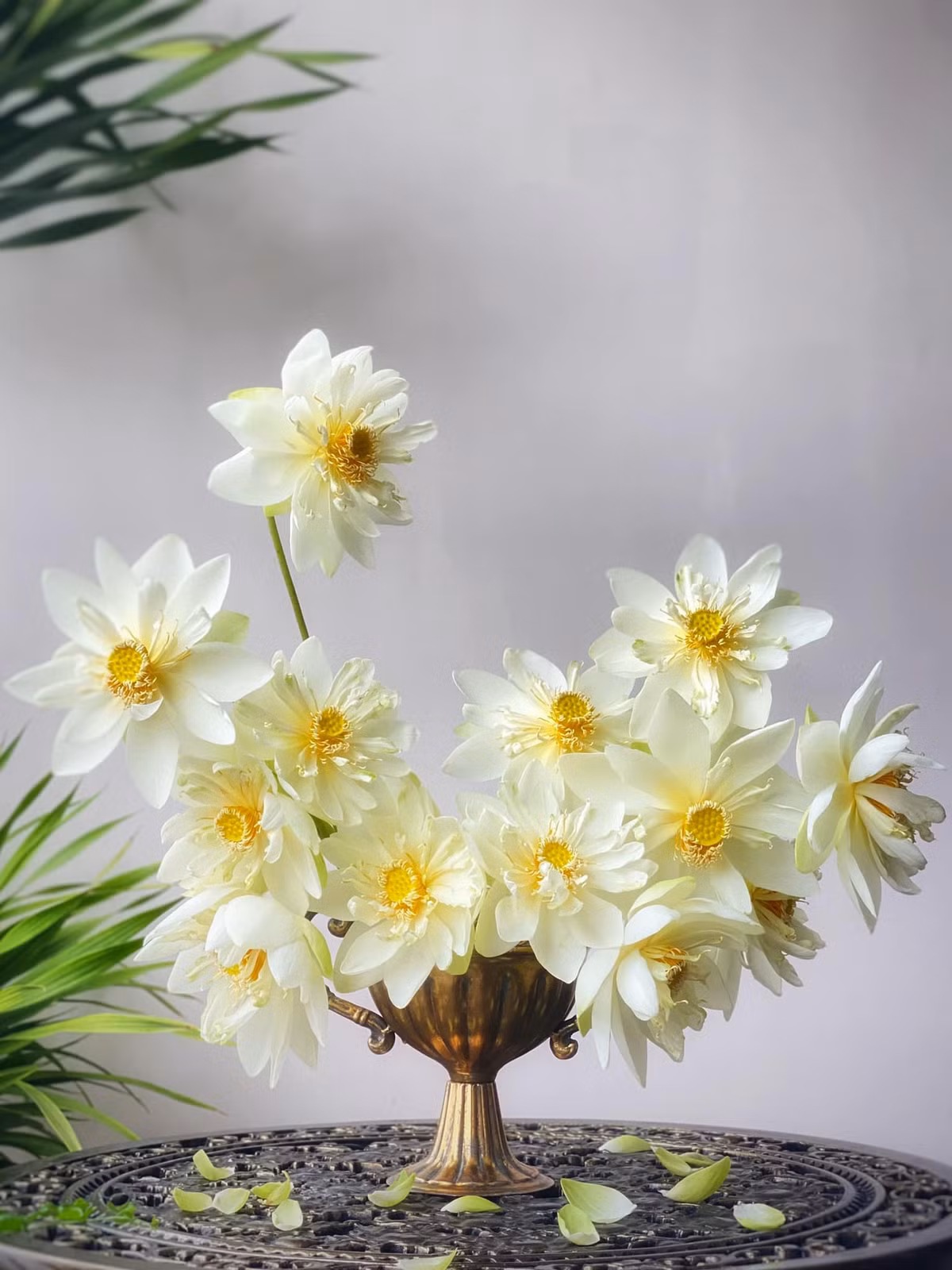 Những bông sen trắng mang đến vẻ đẹp tinh khiết. Ảnh: Gia Trang