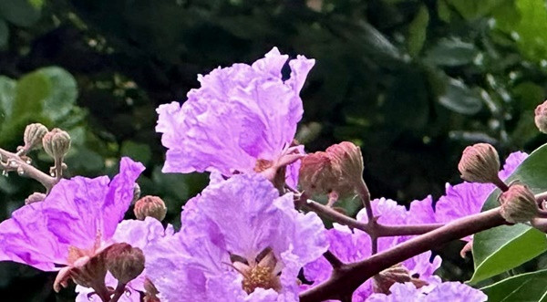 Tac dung chua benh cua hoa bang lang it nguoi biet