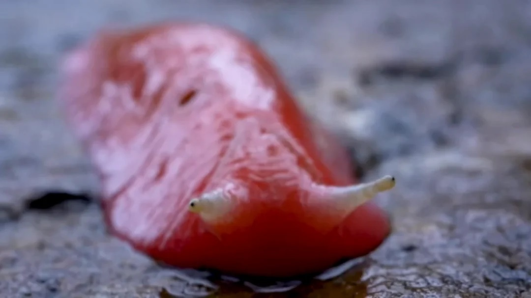 Loài sên đặc biệt này không chỉ có kích thước đáng kinh ngạc, lên đến 20 cm, mà còn sở hữu màu hồng neon rực rỡ hiếm thấy trong tự nhiên. Sự tồn tại của chúng là một minh chứng cho sức sống mãnh liệt của tự nhiên sau hàng triệu năm tiến hóa trong môi trường biệt lập. Ảnh: KJlowe-Namoi