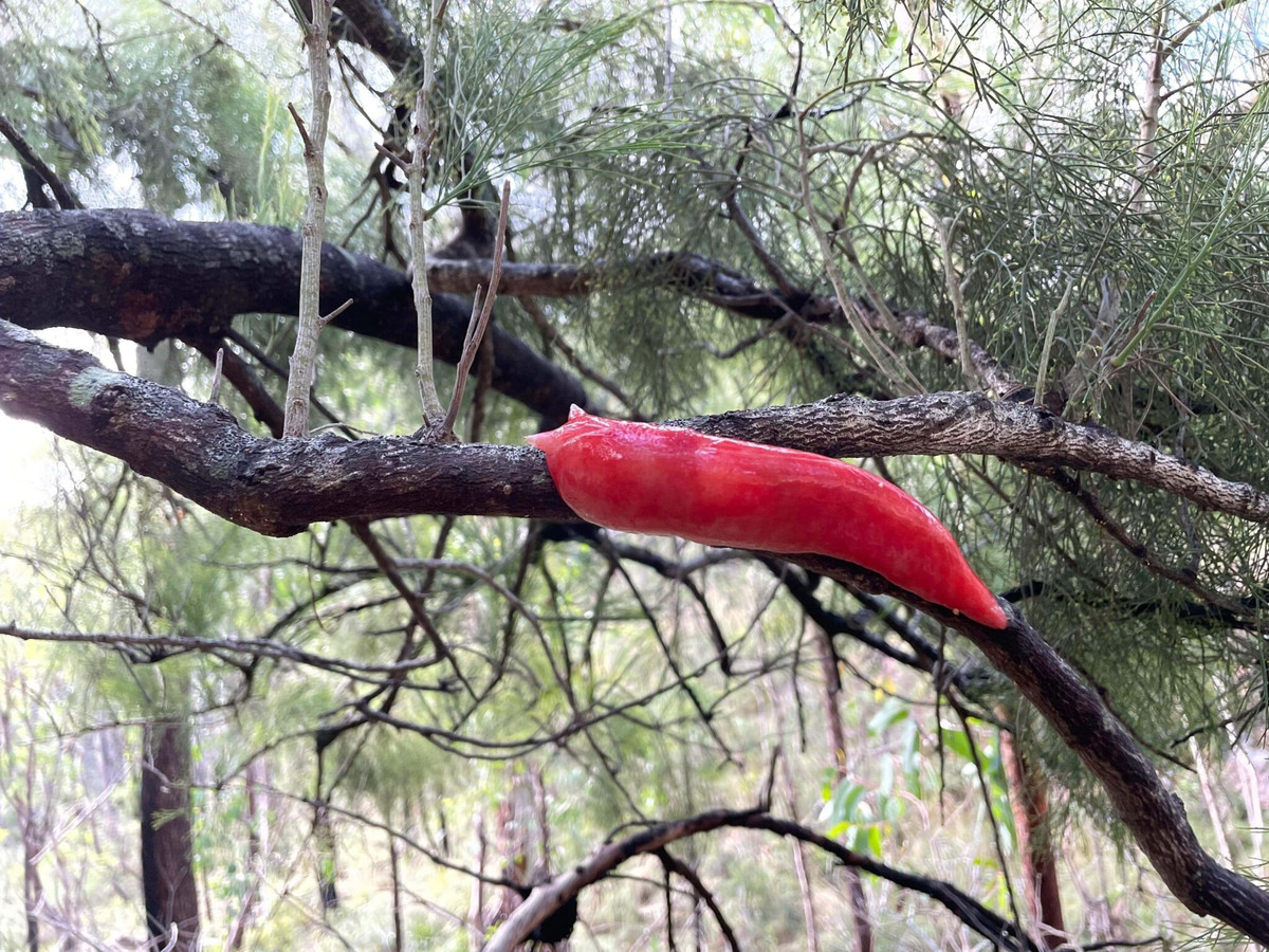 Bằng cách phá hủy lá cây rụng và phân hủy chất hữu cơ, chúng giúp tạo ra lớp đất màu mỡ, thúc đẩy sự phát triển của hệ thực vật địa phương. Tuy nhiên, quần thể sên hồng Kaputar đã bị ảnh hưởng nghiêm trọng bởi những trận cháy rừng khốc liệt tại Úc vào năm 2019.