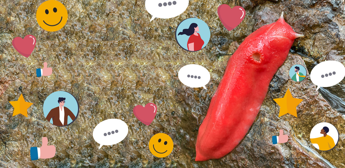 Cộng đồng khoa học cũng như người dân địa phương thiết lập hẳn một phong trào sử dụng mạng xã hội để tuyên truyền nhằm bảo tồn loài sinh vật độc đáo. Có rất nhiều vật lưu niệm, từ sticker đến kẹp tóc, hay đồ chơi lấy ý tưởng ảnh độc đáo của chúng được phổ biến khắp cả nước. Ảnh: Puplic of Post