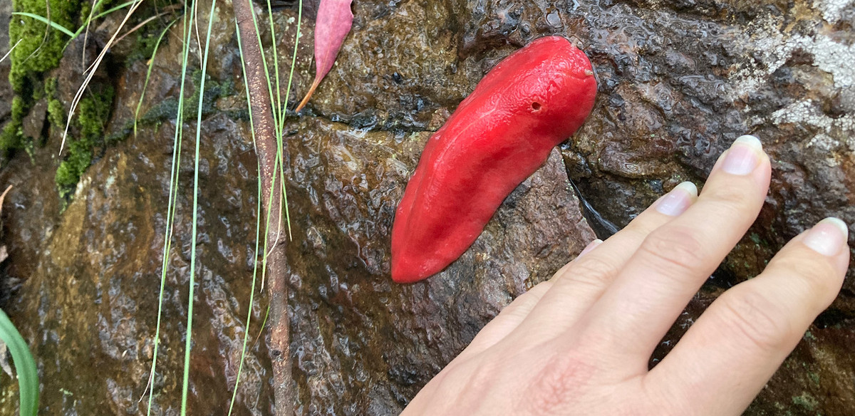 Các nhà khoa học tin rằng sự hình thành của môi trường sống này bắt nguồn từ một vụ phun trào núi lửa khoảng 17 triệu năm trước. Chính sự cô lập về địa lý đã khiến loài sên này tiến hóa thành một nhánh riêng biệt, dù có quan hệ họ hàng với sên tam giác đỏ (Triboniophorus graeffei) sống ở miền đông Úc. Ảnh: KJlowe-Namoi