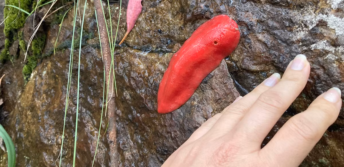 Các nhà khoa học tin rằng sự hình thành của môi trường sống này bắt nguồn từ một vụ phun trào núi lửa khoảng 17 triệu năm trước. Chính sự cô lập về địa lý đã khiến loài sên này tiến hóa thành một nhánh riêng biệt, dù có quan hệ họ hàng với sên tam giác đỏ (Triboniophorus graeffei) sống ở miền đông Úc. Ảnh: KJlowe-Namoi