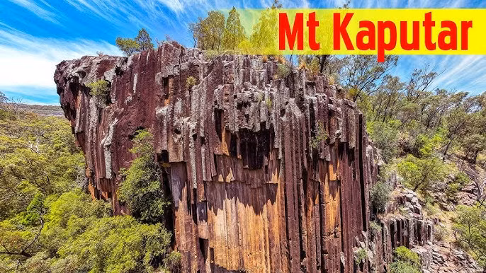 Ẩn mình trên đỉnh núi lửa đã tắt Kaputar ở Úc, một loài sên kỳ lạ nhất hành tinh được phát hiện vào năm 2013. Ảnh: KJlowe-Namoi