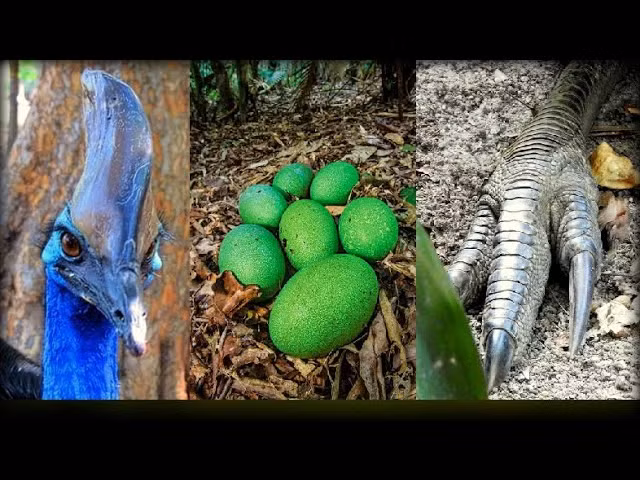 Đáng sợ hơn, đây là loại chim có bản tính hung dữ, ý thức bảo vệ lãnh thổ vô cùng nghiêm ngặt. Thật không may cho người và các loại động vật khác vô tình xâm phạm lãnh thổ của chúng trong tự nhiên. Phải đối đầu với con vật cao khoảng 1m2, "hai chân hai dao", nóng tính... thực sự sẽ là cơn ác mộng.