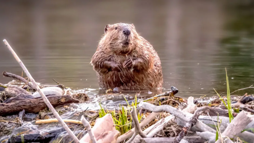 Hải ly là loại động vật có vú, sống về đêm và đến từ Bắc Mỹ, Âu Á. Chúng được một số người nuôi như vật cưng. Tuy nhiên, khi môi trường sống tự nhiên bị xáo trộn, chúng có thể trở nên hung hăng và cắn người. Vết cắn có thể gây mất máu và nguy hiểm hơn nữa khi nó mắc bệnh dại. Ảnh: National Geographic