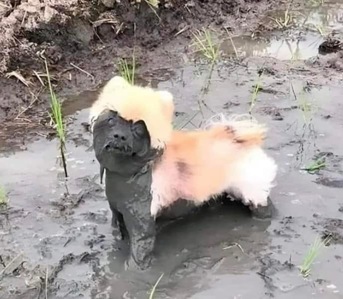 Nhiều người đã bày tỏ cảm xúc: "Buồn cười quá, ánh mắt bất lực với chủ nhân", "Khi bạn quá tin vào tay lái của chủ", "Đã bảo hôm nay không cần đưa tui đi dạo rồi mà cứ vác đi cho bằng được".