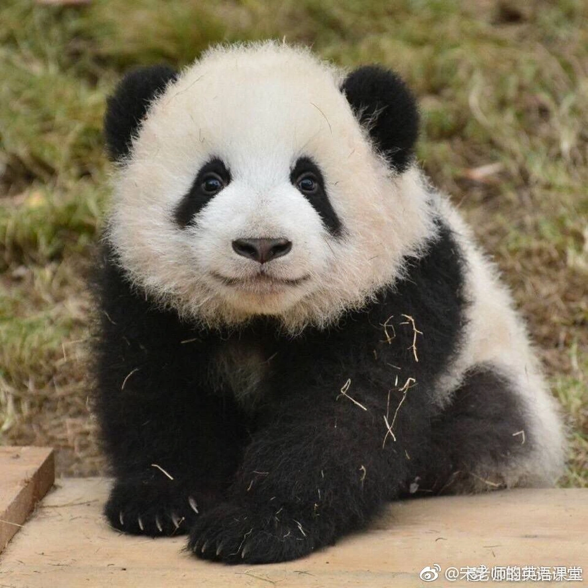 Manh Lan thích được quan tâm, thích được nhìn thấy ánh mắt lấp lánh của mọi người đều đổ dồn vào mình, đồng thời cũng sẽ đáp lại rất nhiệt tình với mọi sự quan tâm đến từ người khác.