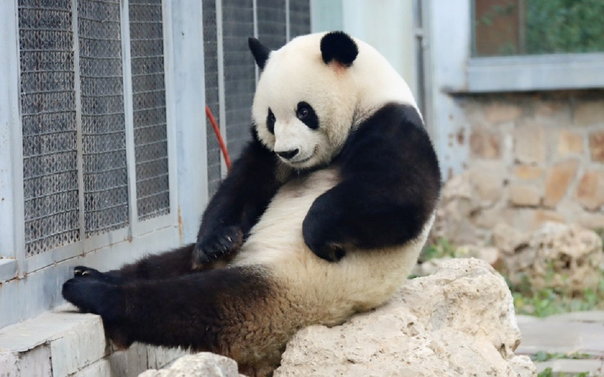 Tuy "có tâm" với công việc là vậy nhưng tâm hồn của "cậu bé" vẫn luôn khao khát tự do. Ở rất nhiều tấm ảnh được đăng tải trên mạng, hình ảnh chú gấu ngẩn người đưa mắt hướng ra bên ngoài, đắm chìm trong ánh nắng cuối chiều có lẽ là những bức hình ấn tượng nhất.