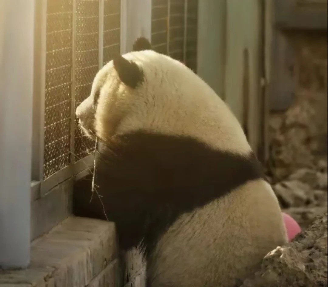 Manh Lan được sinh vào tháng 7/2015 tại Trung tâm nhân giống gấu trúc khổng lồ ở Thành Đô (Tứ Xuyên). Sau đó, nó được chuyển tới vườn thú Bắc Kinh vào tháng 9/2017 do trung tâm này bị cáo buộc ngược đãi động vật.