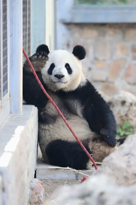 Dựa trên nhiều clip phổ biến trên mạng của chú gấu, mọi người có thể nhìn thấy Manh Lan rất tận hưởng việc được tiếp xúc gần với con người.