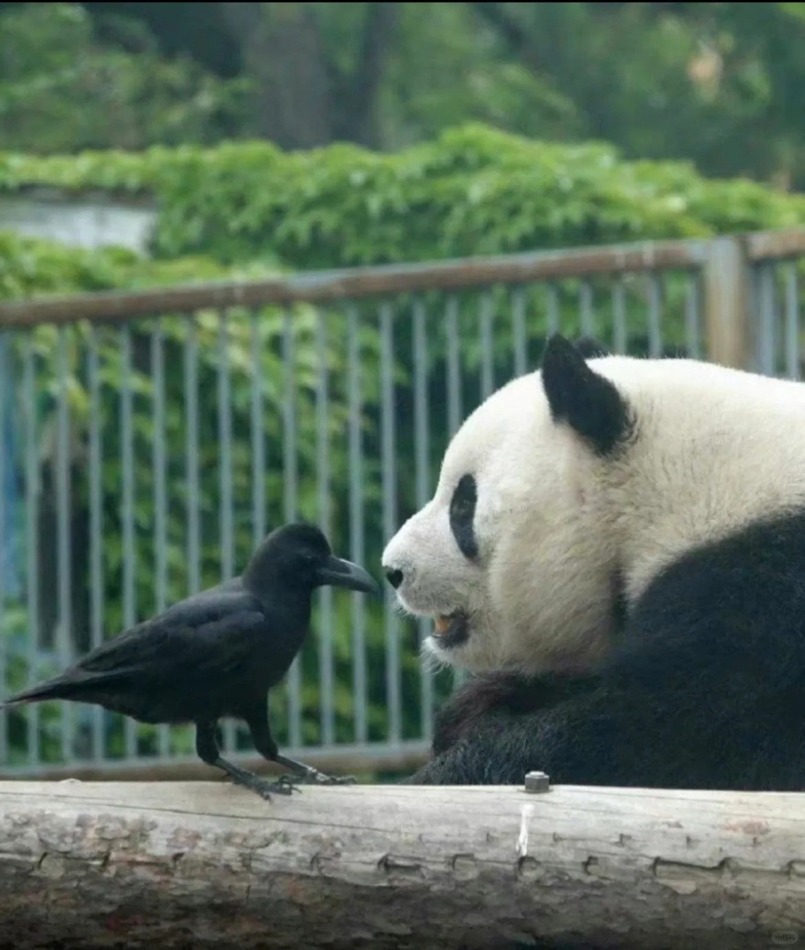 Là một chú gấu trúc hiền lành và tình cảm, Manh Lan để yên cho chim sẻ rỉa lông, kiên nhẫn dạy người bạn chuồng bên làm động tác đáng yêu.